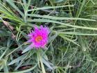 This is a beautiful flower I saw while running through a local park called Las Fuentes. 