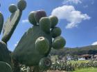 This is cactus, and on the cactus there are circle shaped objects that are actually fruit that you can eat!