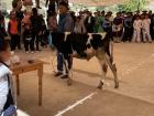 During the parade of the Mexican Revolution there was a raffle, and one of the prizes was a cow!