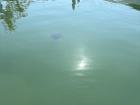 Do you see the manta ray?