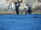 What is that in the water? If you guessed a mom humpback whale and her baby, you are right!!