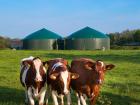 Holstein cows in Schleswig-Holstein!