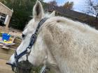 This week, I also went to the countryside with my roommate to visit her horse, Benji
