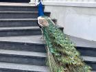 Can you believe I saw a real peacock on my way to a restaurant?