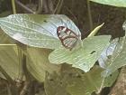 On one of our hikes, we saw dozens of these butterflies with transparent wings. I had never seen anything quite like this!