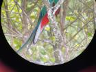 This is the male quetzal seen through my binoculars. You can see its two long tail feathers that grow in during mating season