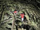 The quetzal pair we saw sleeping at night!