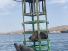Algunos lobos del mar relajando en una boya
