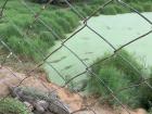 Nile Crocodiles at Kalimba Reptile Park