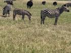 More Zebras