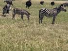 More Zebras