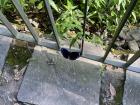 I was able to snap this picture of a crow butterfly resting on a handrail--they move quite fast!