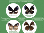 Visualization of the four subspecies of crow butterflies native to Taiwan
