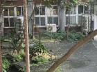 Malayan night heron spotted in school courtyard