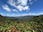 View in the cloud forest