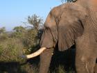 Elephants have long tusks which they use for fighting and digging, but they also make them vulnerable to poachers