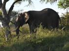 An elephant relaxes in the shade of a tree