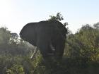 Elephants are the biggest land animal