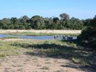 Elephants stop by the river to get a drink and cool off