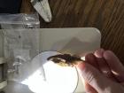 Looking at a fossil in my laboratory