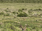Kudu is a type of wild animal commonly eaten in South Africa. Can you spot the kudu hiding in the bush?