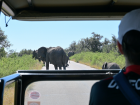 Everyone has to stop and wait when there are elephants in the road