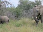 Elephants use their trunks to pick things up, like this one grabbing a bunch of leaves to munch on