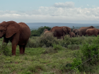 Elephants live in groups, where the wise older elephants teach the young