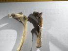 By comparing a fossil (right) to a modern bone (left), I can find out what type of animal the fossil is from
