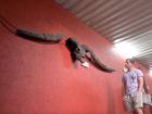 I visit and work in museums in South Africa too. Here, I'm looking at the fossil of an extinct giant buffalo that used to live in South Africa