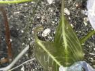 This is one of the types of seagrass you can find here called spoon seagrass