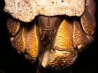 Look at how big its one claw is; that's the crusher claw