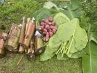 From left to right you can see banana tree stems, then taro root (purple), and last is banana leaves