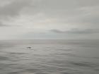 Two humpback whales!
