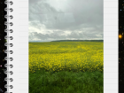 Rapeseed plants from the train window, which is used to make rapeseed oil for cooking