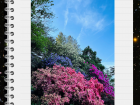 I also see a lot of rhododendrons in the forest!