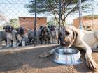 Anatolian Shepherd and puppies