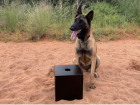 Enya "signaling" by a box during a training