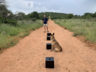Scat dog Enya "signaling" by a box during training