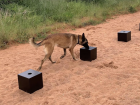 Scat dog Enya sniffing scat sample boxes 