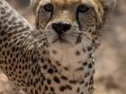 Cheetah, named Andromeda, with glitter on her nose at CCF Somaliland on Valentine's Day