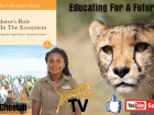 CCF has hundreds of videos on our Youtube Channel, including Cheetah TV (@ccfcheetah)