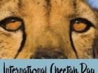 International Cheetah Day on December 4th is a great opportunity to promote and raise awareness on cheetah conservation