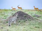 Cheetahs hunting gazelle in the wild, using the landscape to hide