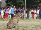 Seeing a cheetah for the first time when I was 12 years old