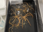 Sea spiders from the sea floor
