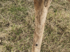 An example of a large elephant femur we found