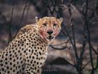 A cheetah after feeding (photo by Tom Buoyer)!