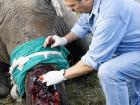 Me treating a calf, named Thandi, in 2013