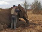 Me waking the elephant bull after I treated the snare wound